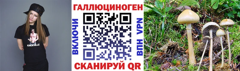Галлюциногенные грибы мицелий  где продают   Тара 